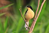 Black-capped Donacobiusborder=